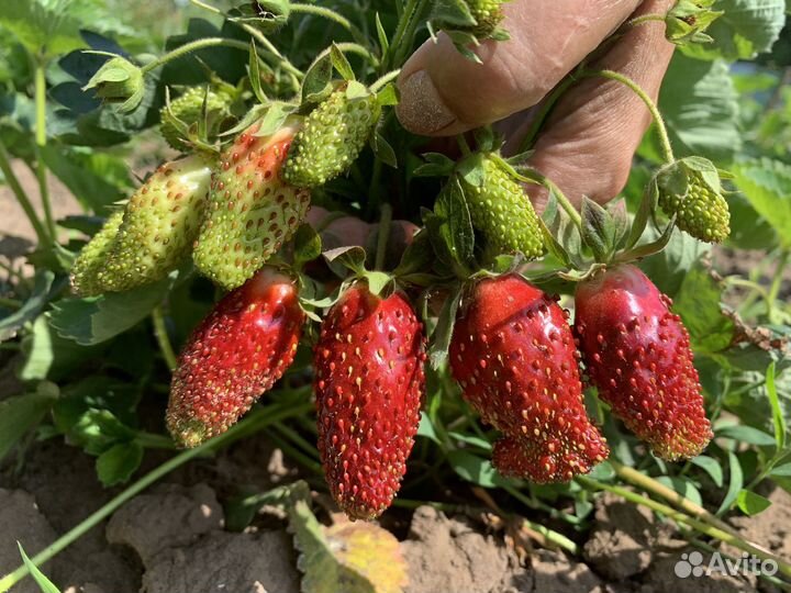 Саженцы клубники 