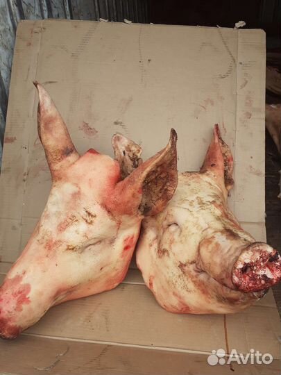 Головы свиные