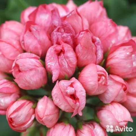 Пеларгония герань тюльпановидная