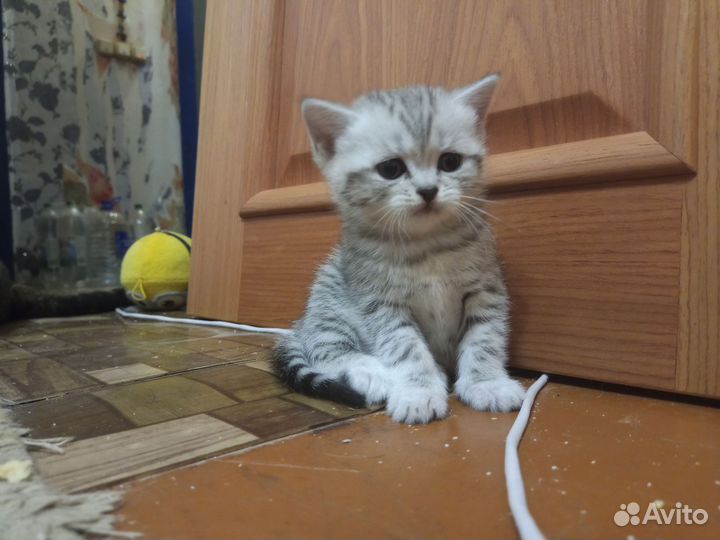 Шотландские котята