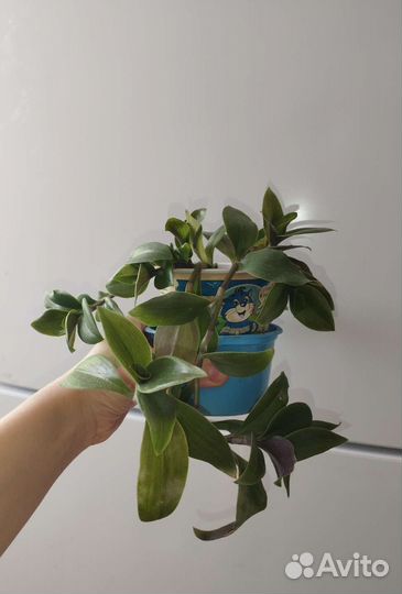 Традесканция