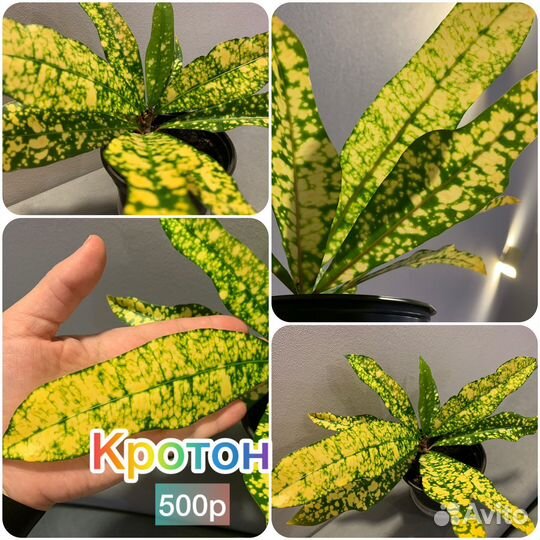 Олеандр,гибискус,саландра,хавортия,пассифлора