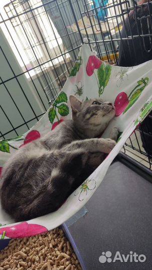 Ласковый молоденький котик