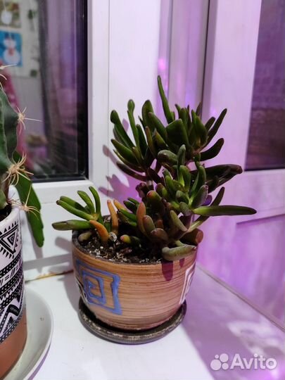 Красула хоббит