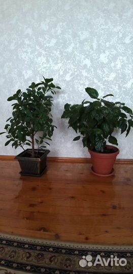 Комнатные растения