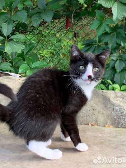 Кошка в дар