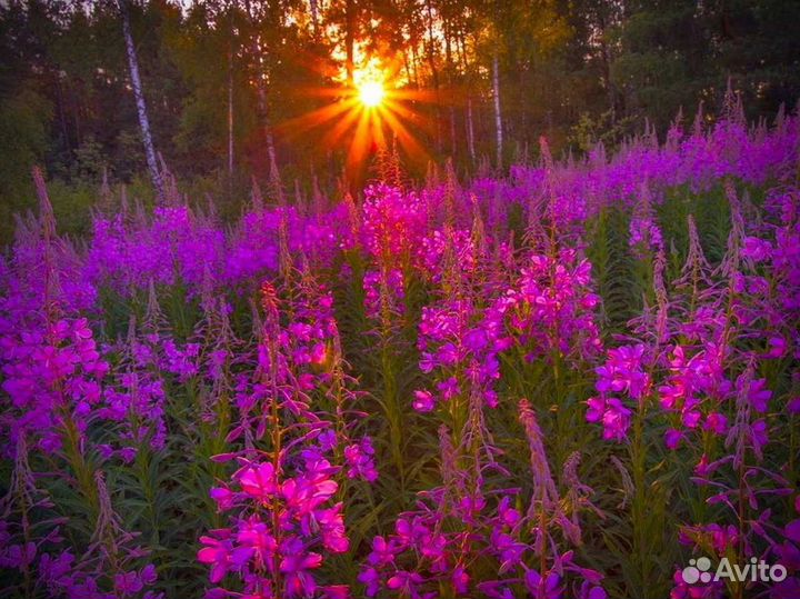 Иван-чай 1кг кипрей натуральнейший, русский чай