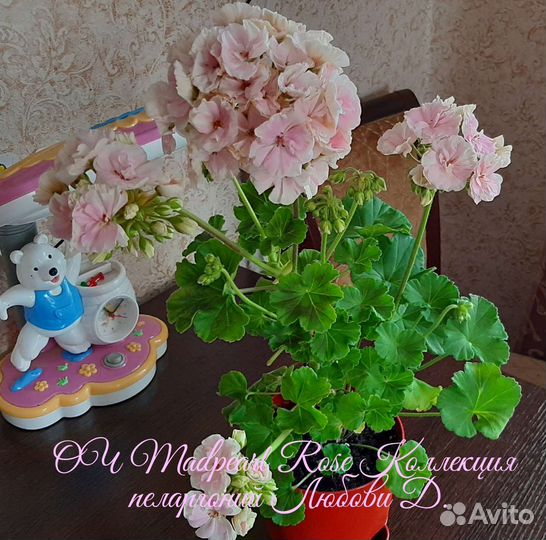 Пеларгония герань