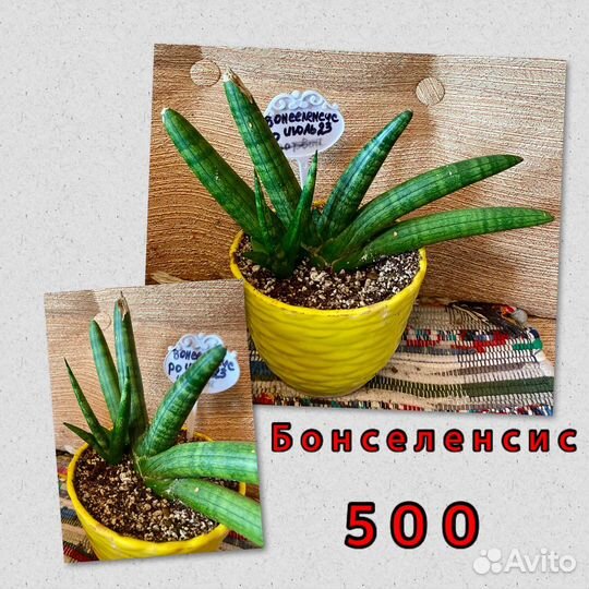 Сансевиерия Ханни Голд,Сноу Вайт,Даймонд флейм