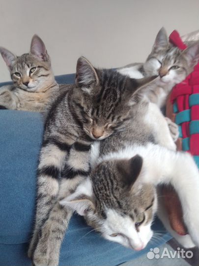 Котята тигрята