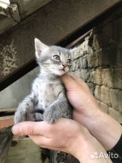 Котики в добрые руки
