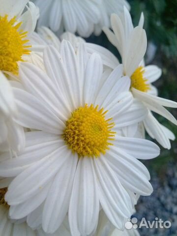 Ромашка для посадки