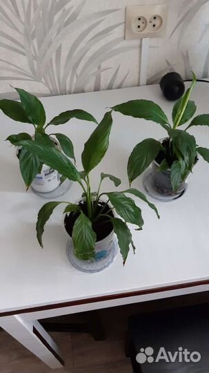 Спатифиллум