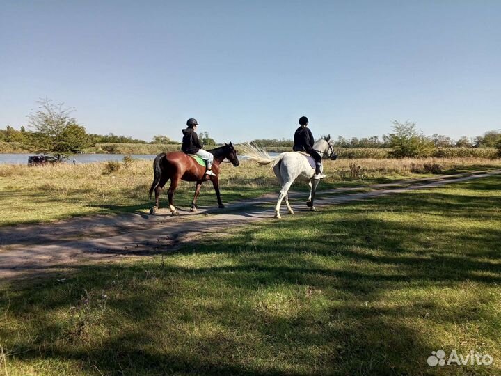 Конные прогулки, верховая езда,фотосессии