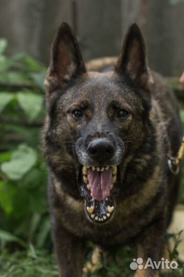 Щенки немецкой овчарки рабочего разведения