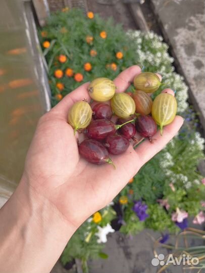 Помидоры домашние