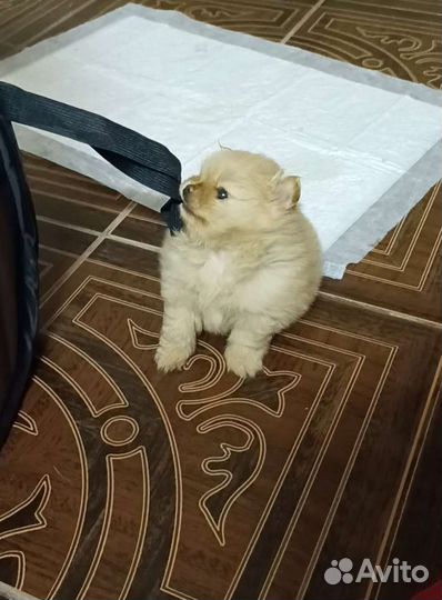 Померанский шпиц мини-мишка)