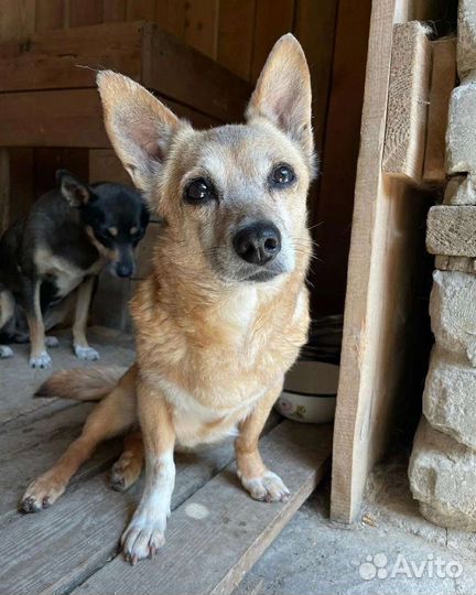 Собака в добрые руки