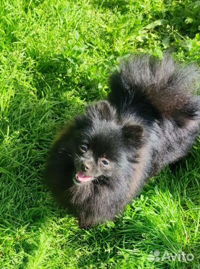 Померанский шпиц черная мини девочка