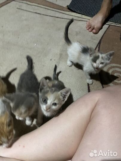 Котята в добрые руки