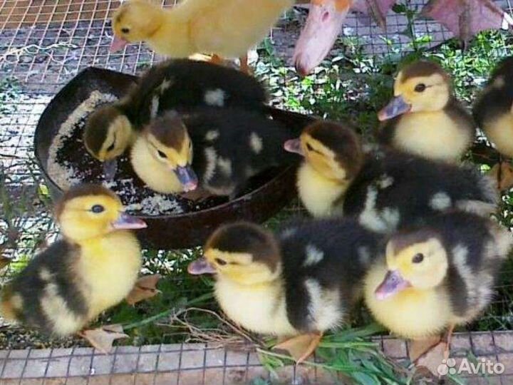 Утята индоутки