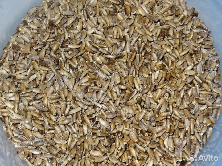 Зерно семена расторопши