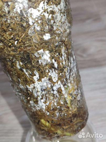 Аглаонема Маха Хенг