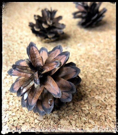 Шишки сосновые