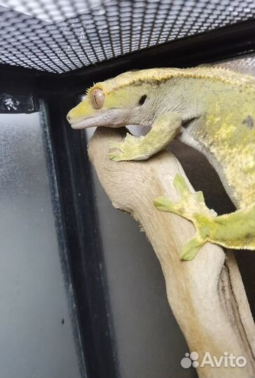 Ресничный бананоед. Девочка