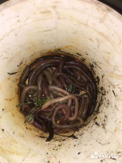 Черви выползки