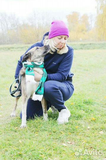 Собака ишет дом