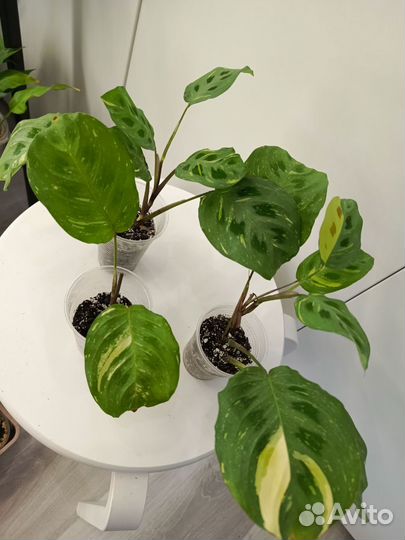 Маранта Лейконеура Бьюти Ким Вариегата