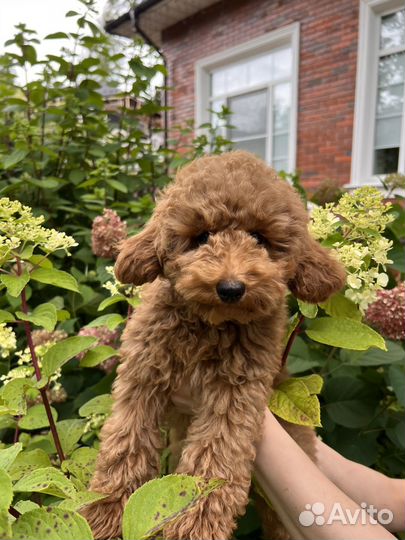 Той-пудель ред браун мальчик РКФ