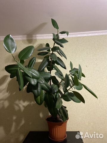 Фикус каучуконосный большой