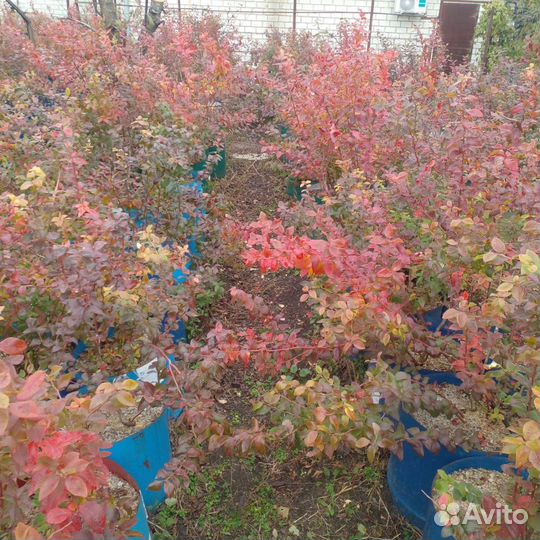 Саженцы голубики 1,2и 3 года