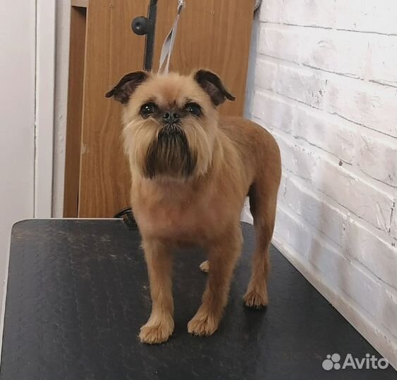 Стрижка собак. Мещера