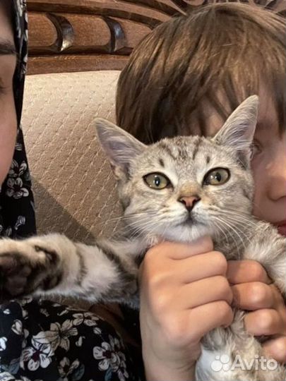 Котята бесплатно