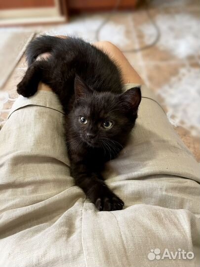 Леди и Бродяга в кошачьей версии