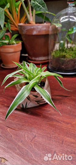 Хлорофитум Оушен