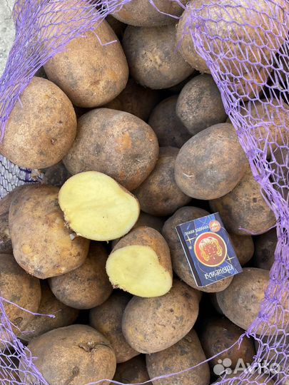 Картофель сорт коломбо