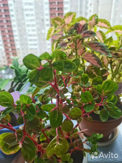 Колеусы, традесканция, ирезине