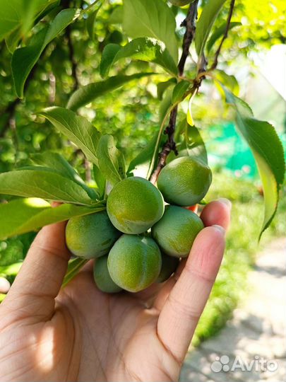 Саженцы сливы