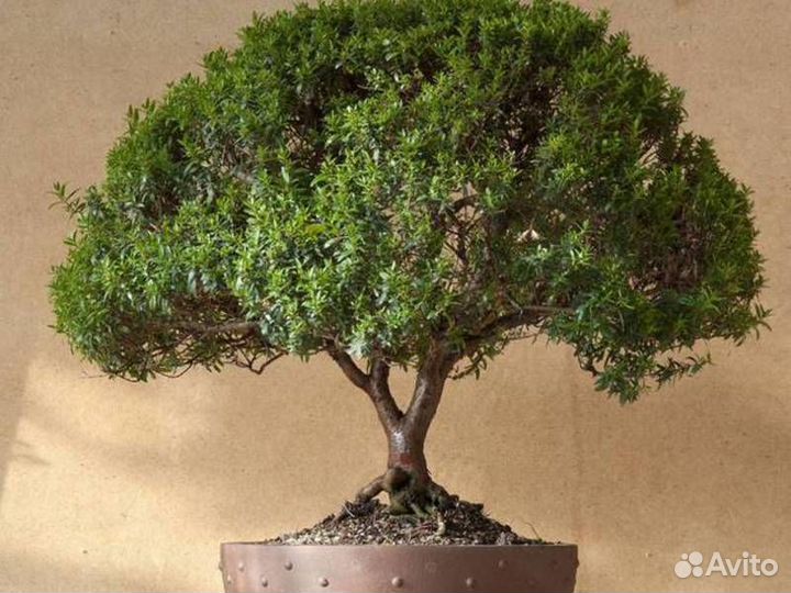 Комнатное растение мирт. Миртовое дерево