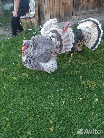 Домашние животные птицы