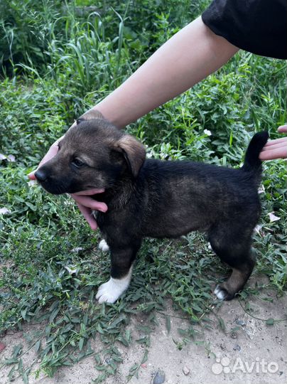 Щенок в добрые руки