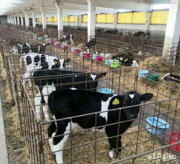 Бычки на откорм