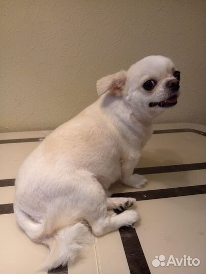 Стрижка собак и кошек Груминг Йорк Шпиц Чихуахуа