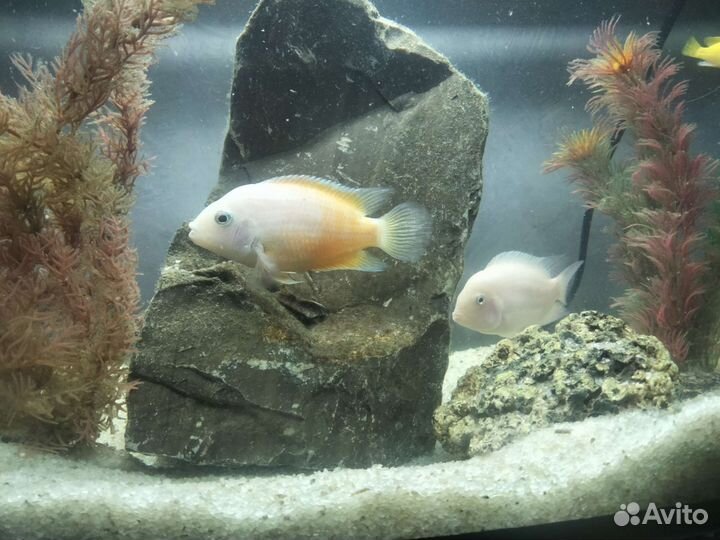 Аквариумные рыбки цихлиды