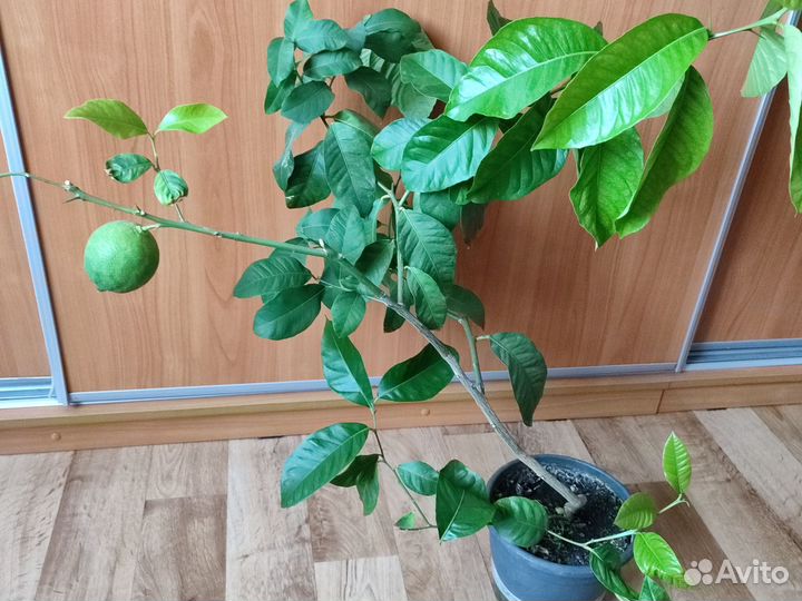 Лимон с плодом