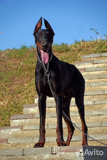 Ищем невесту